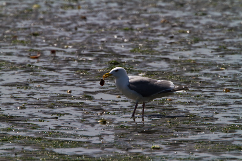 Gull Eating Clam